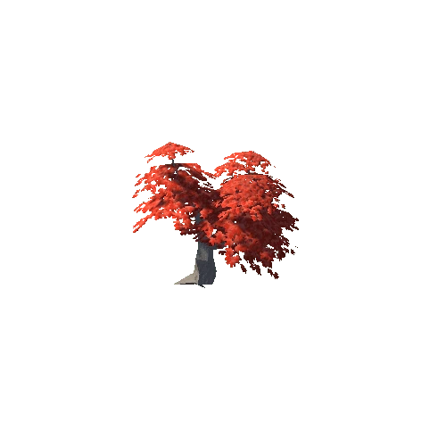 Maple Tree Red Mid 12